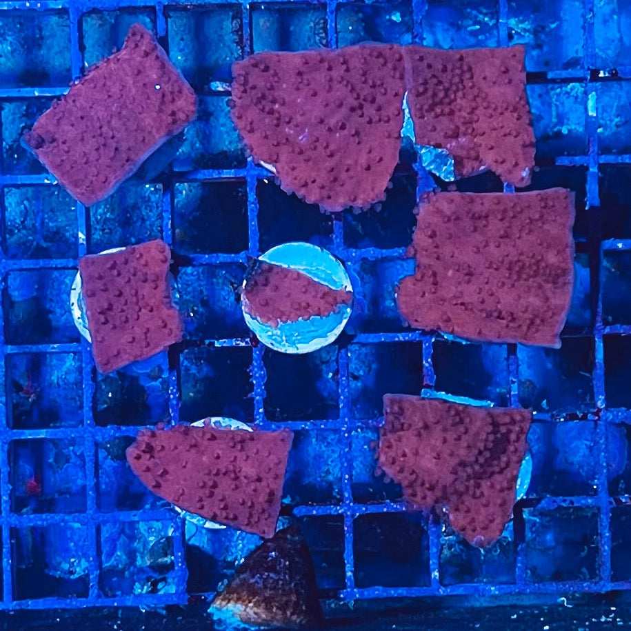 Red Cap Montipora