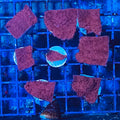 Red Cap Montipora