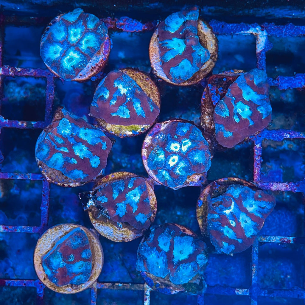 Tricolor Favites