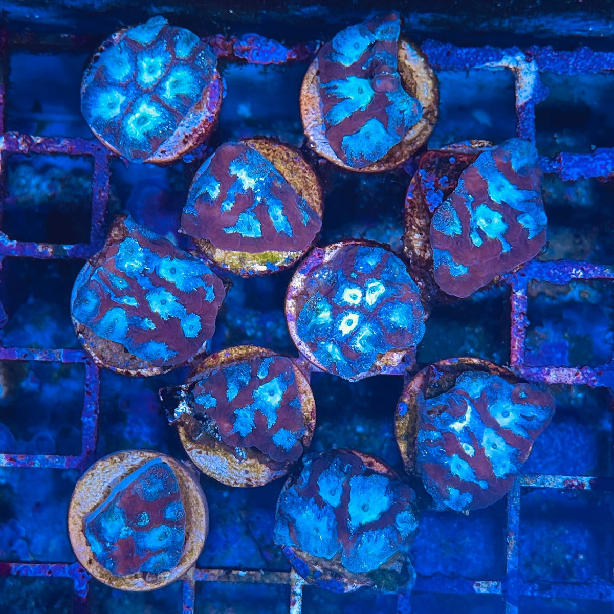 Tricolor Favites