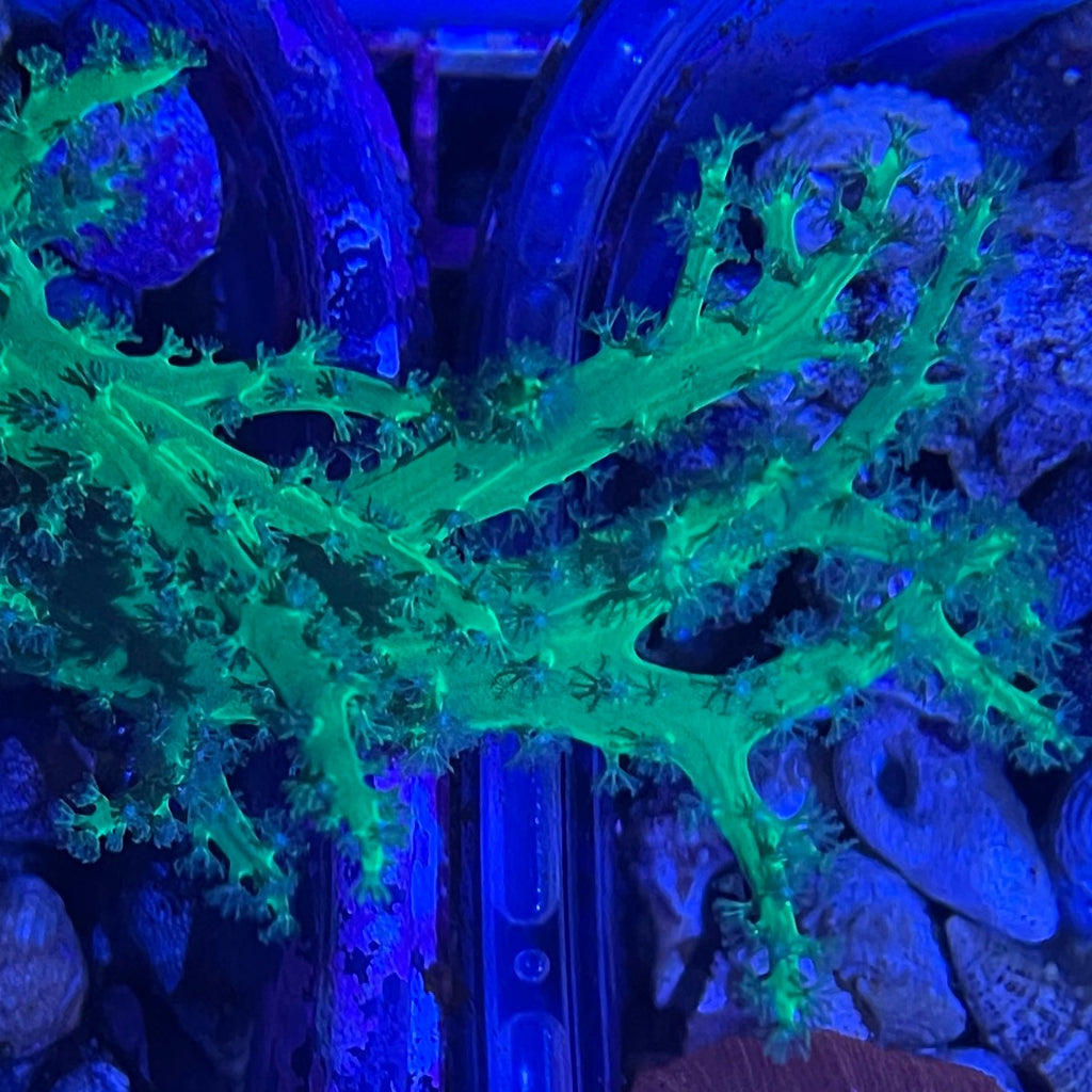 Neon Green Nepthea Leather