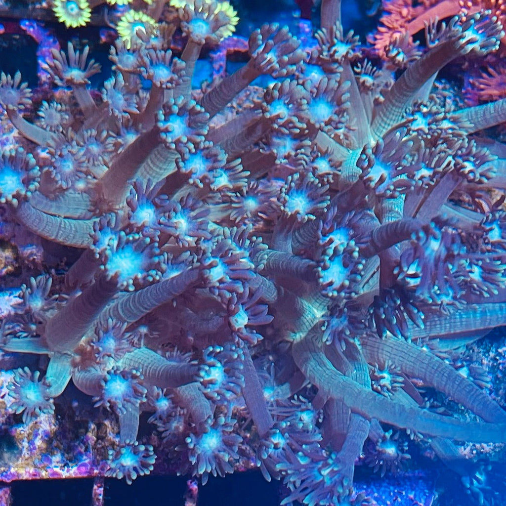 Pearl Green Goniopora