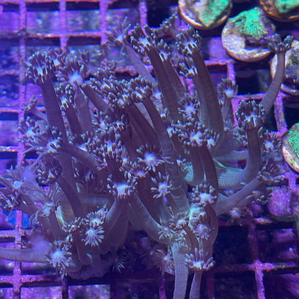 Pearl Green Goniopora