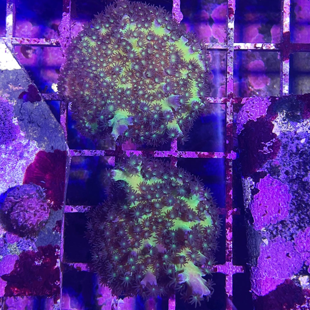 Swamp Monster Acro
