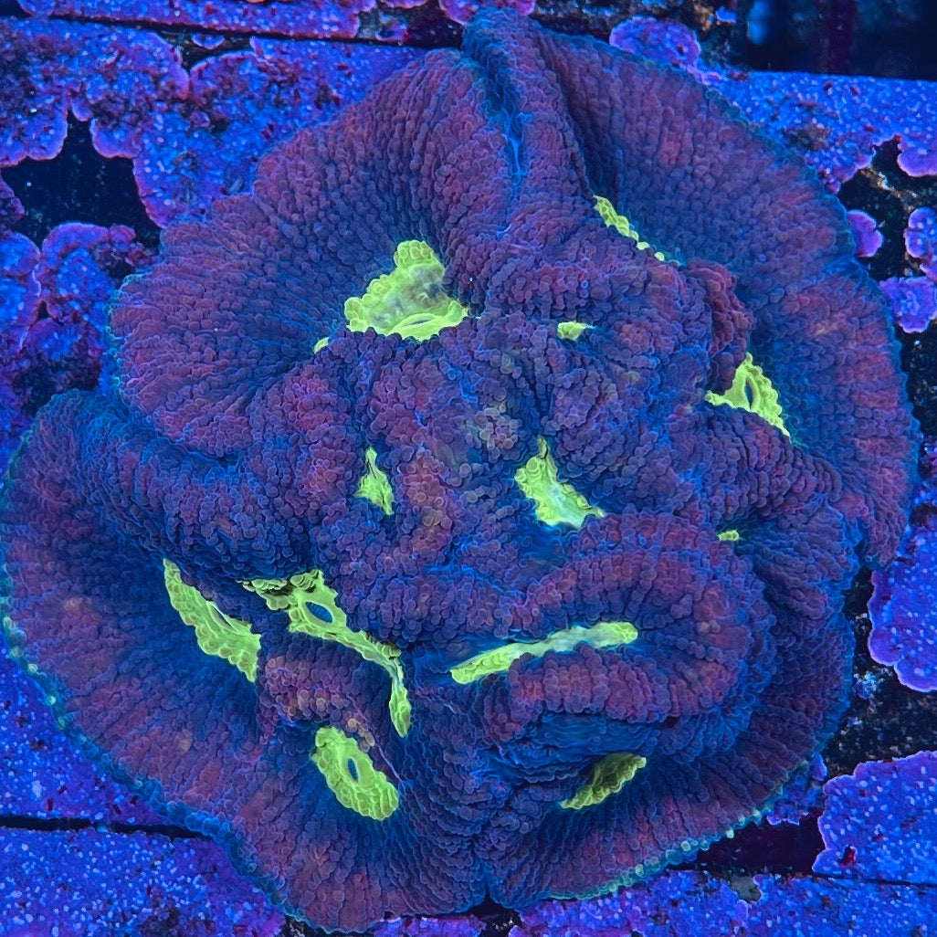 WYSIWYG Dragon Soul Favia Colony