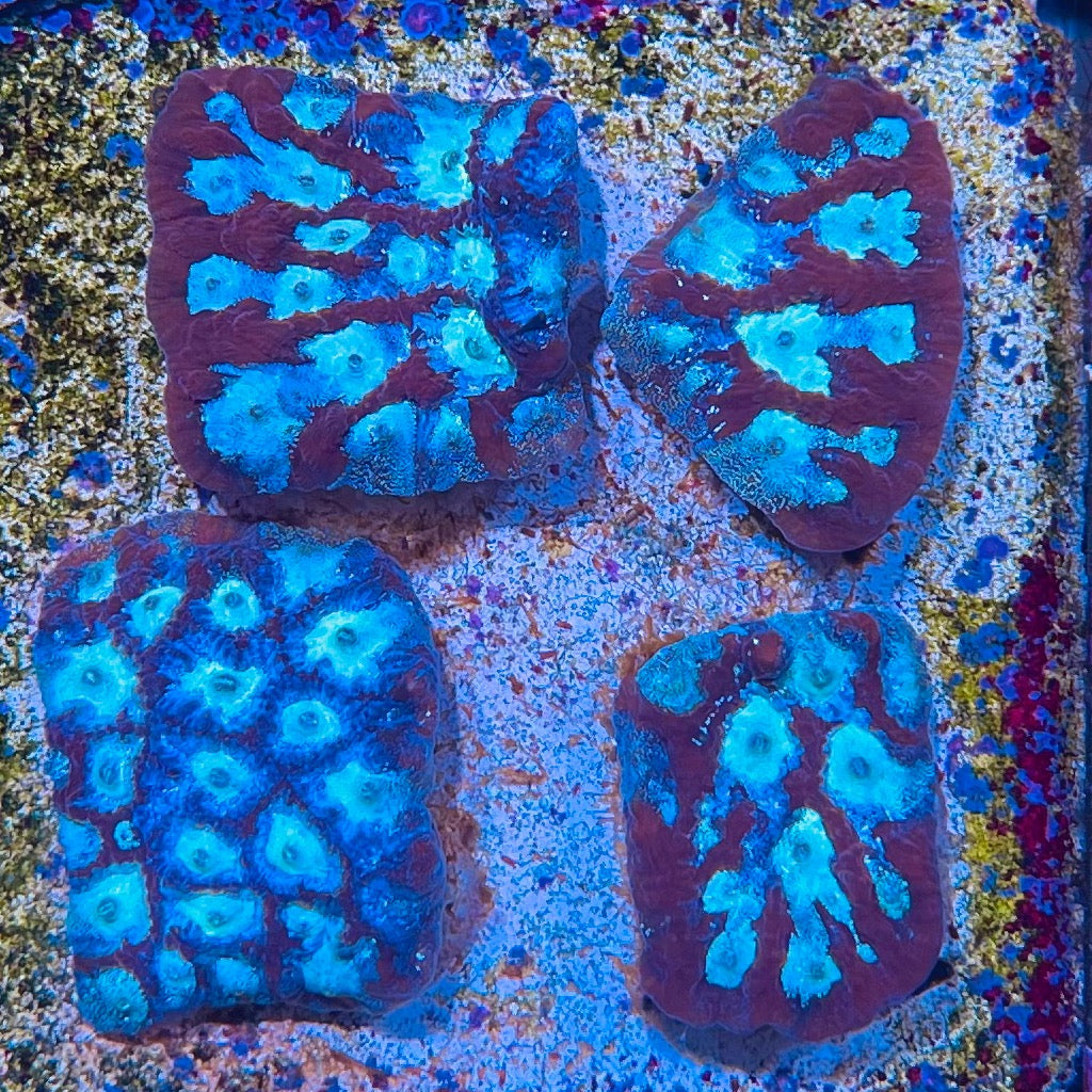 Tricolor Favites