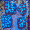 Tricolor Favites