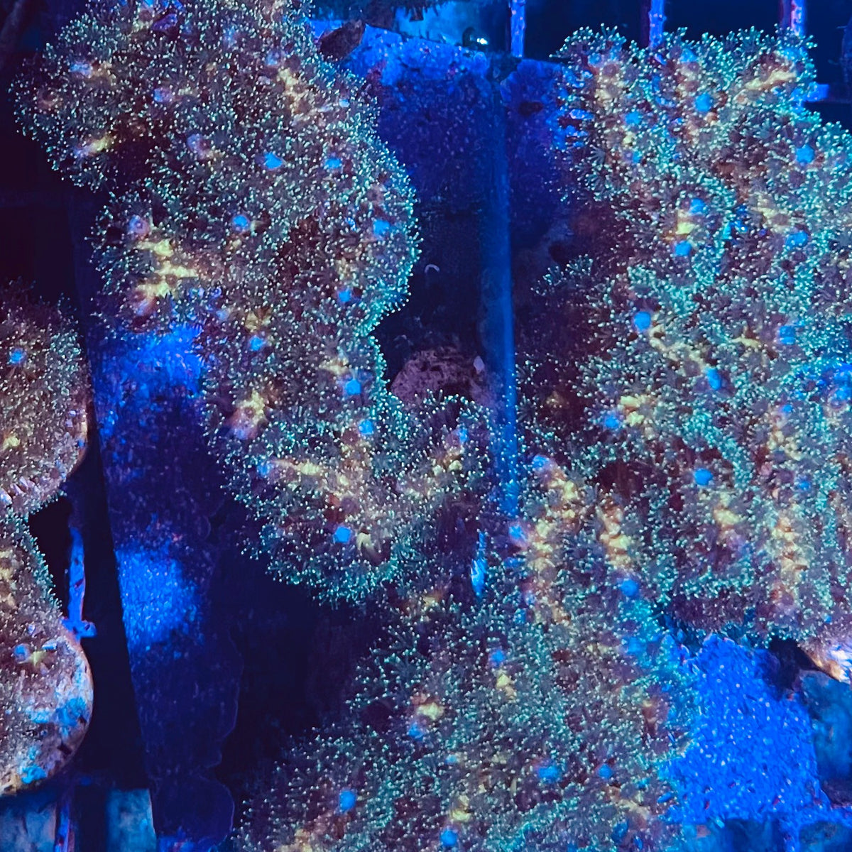 Green Pocillopora