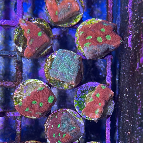 Green/Red Grafted War Coral