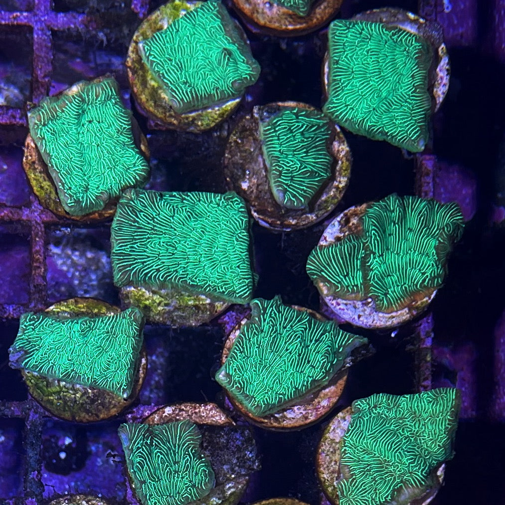 Neon Pinstripe Leptoseris