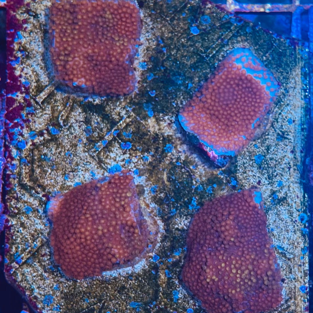 Rainbow Montipora