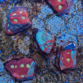 Green/Red Grafted War Coral