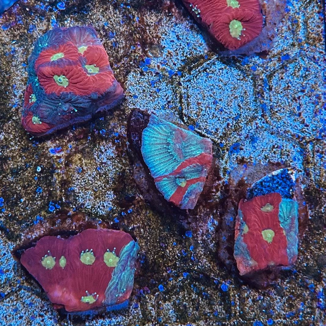 Green/Red Grafted War Coral