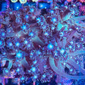 Pearl Green Goniopora