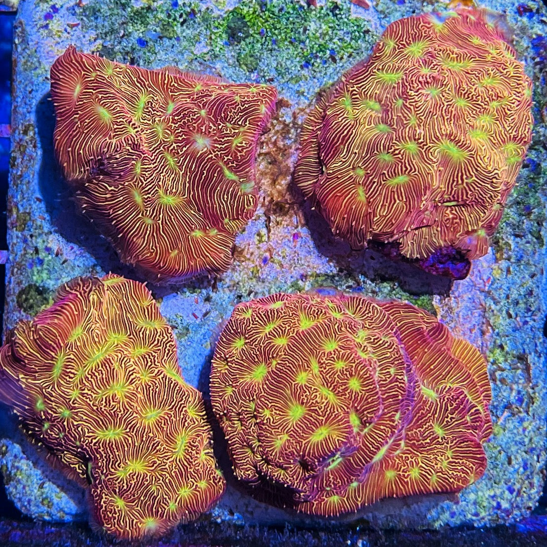 Wannabe Jack O’ Lantern Leptoseris