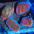 Sunset Imposter Montipora