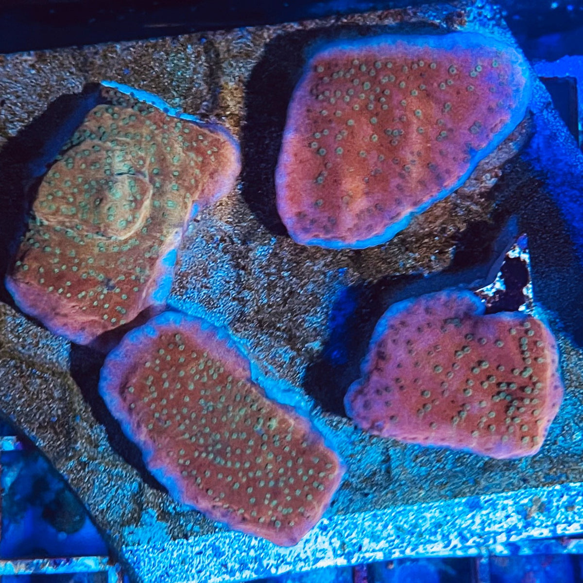 Sunset Imposter Montipora