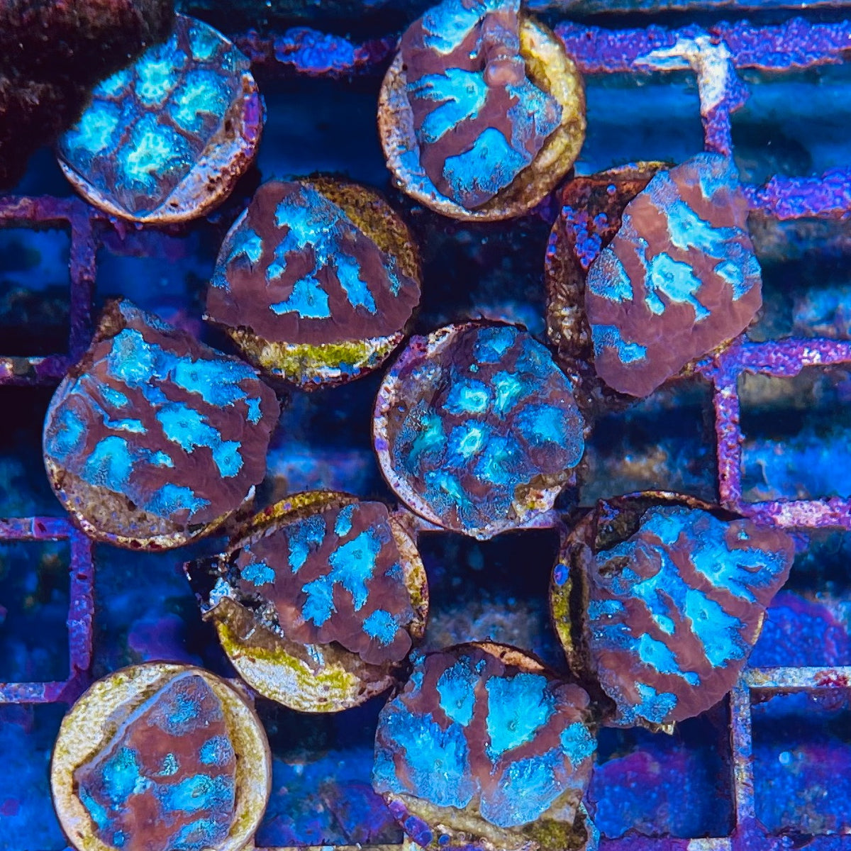 Tricolor Favites