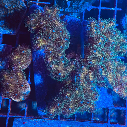 Green Pocillopora