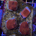 Rainbow Montipora