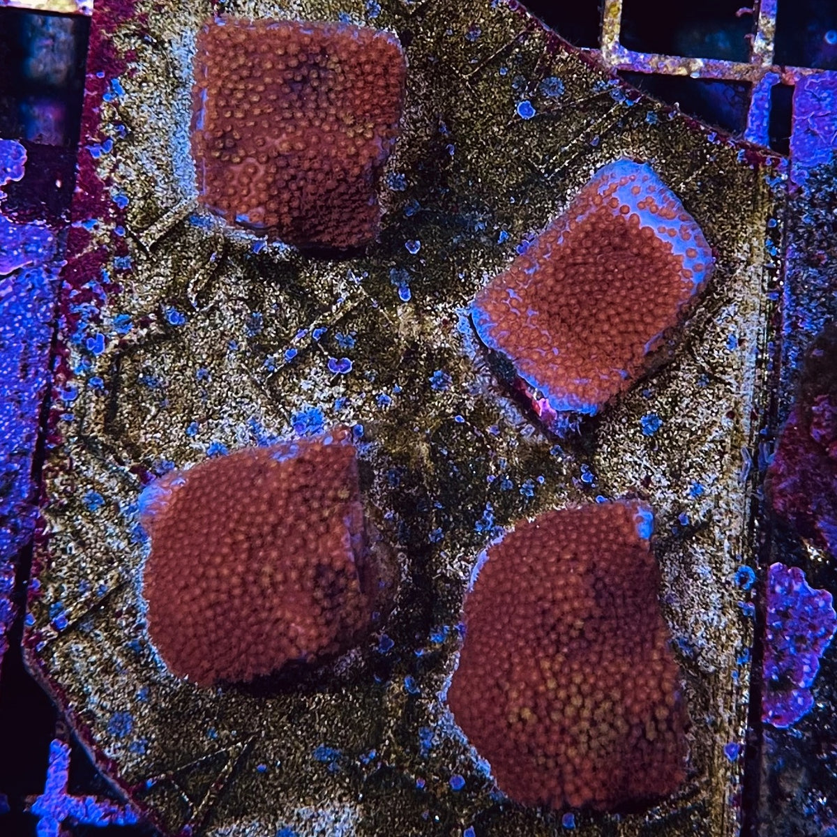 Rainbow Montipora