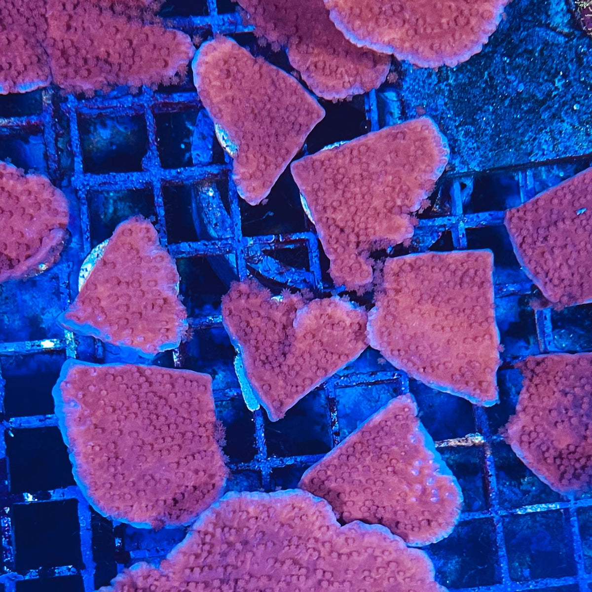Red Cap Montipora