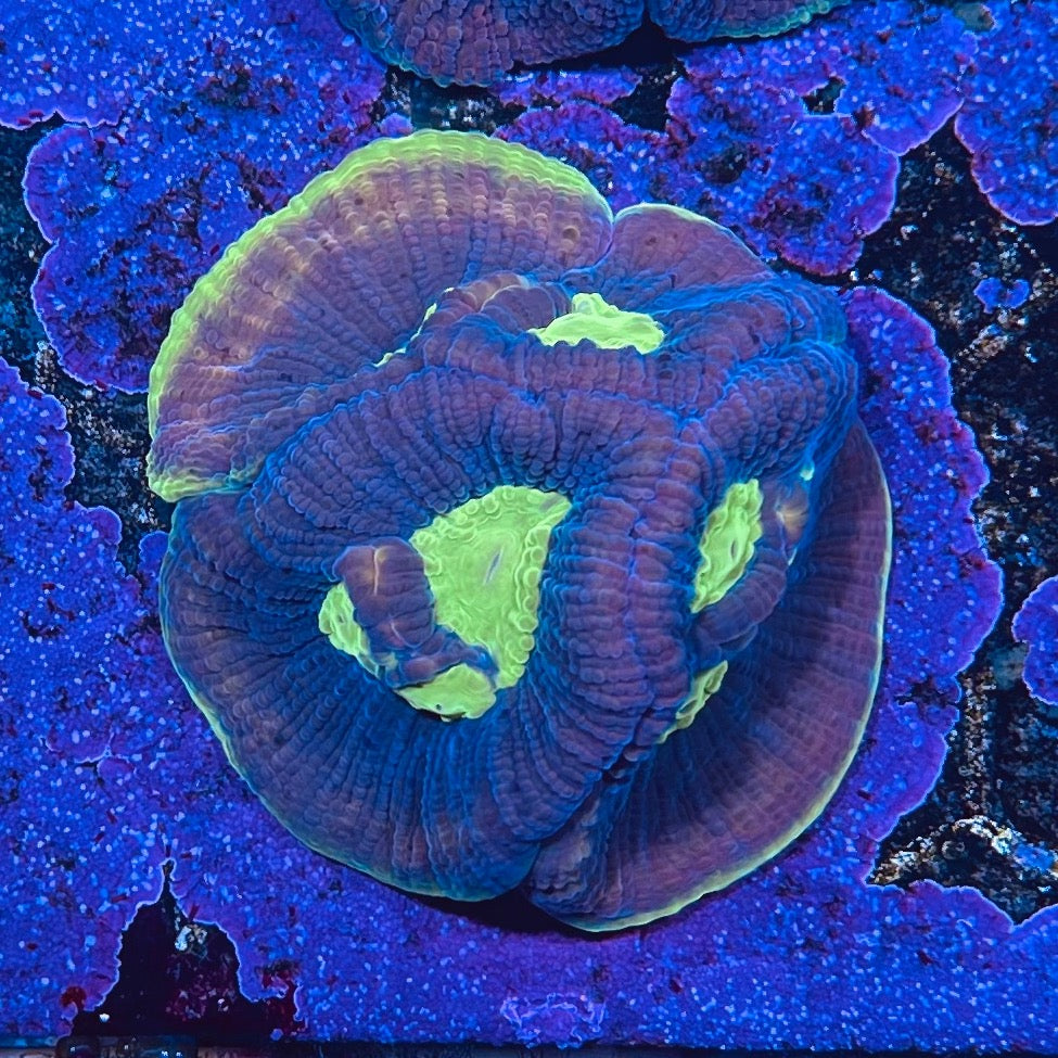 WYSIWYG Dragon Soul Favia Colony