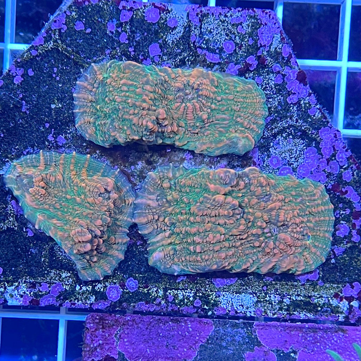 Orange/Green Stellaria Chalice